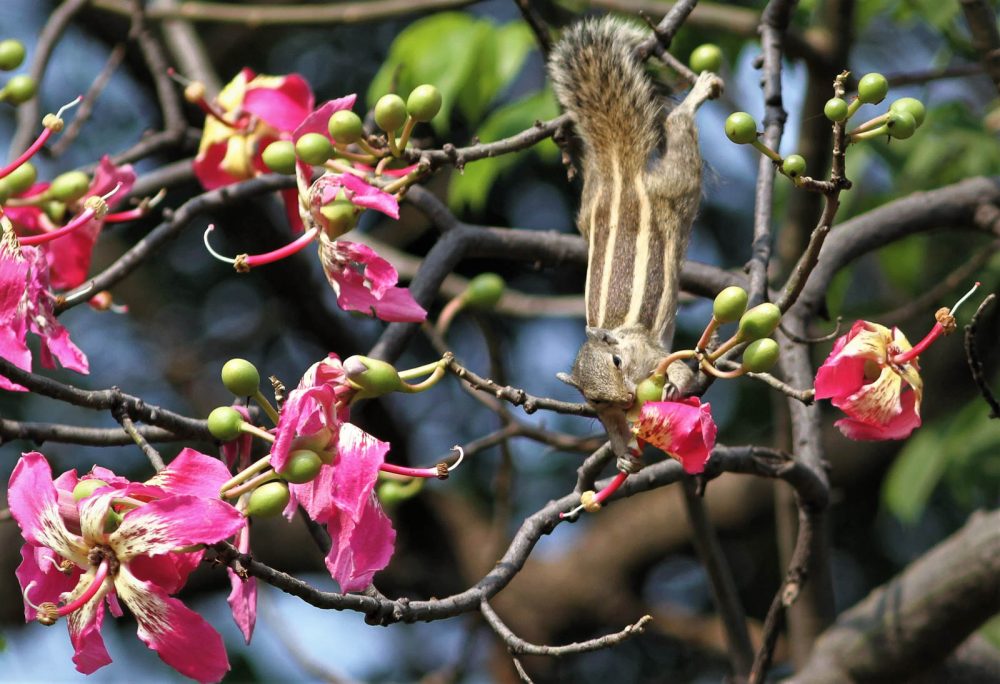 1022_Buddha Jayanti Park (12).jpg 1022_Buddha-Jayanti-Park-12.jpg