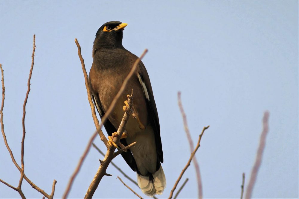 1022_Buddha Jayanti Park (13).jpg 1022_Buddha-Jayanti-Park-13.jpg