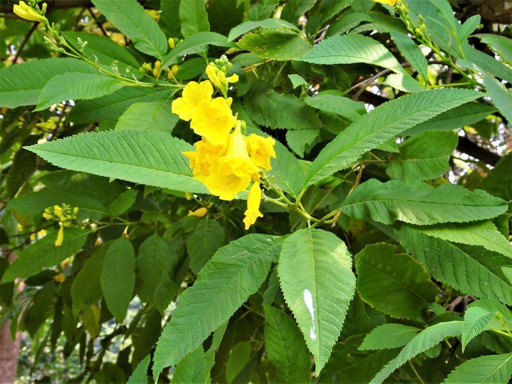 1022_Buddha Jayanti Park (4).jpg 1022_Buddha-Jayanti-Park-4.jpg
