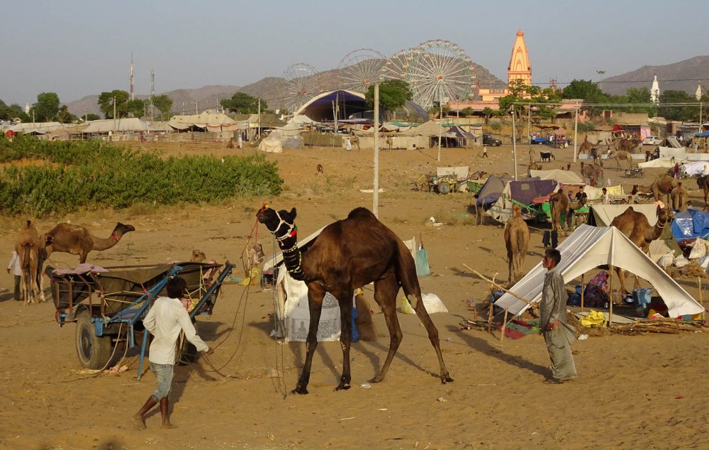 1023_Pushkar-camel-fair-1.jpg