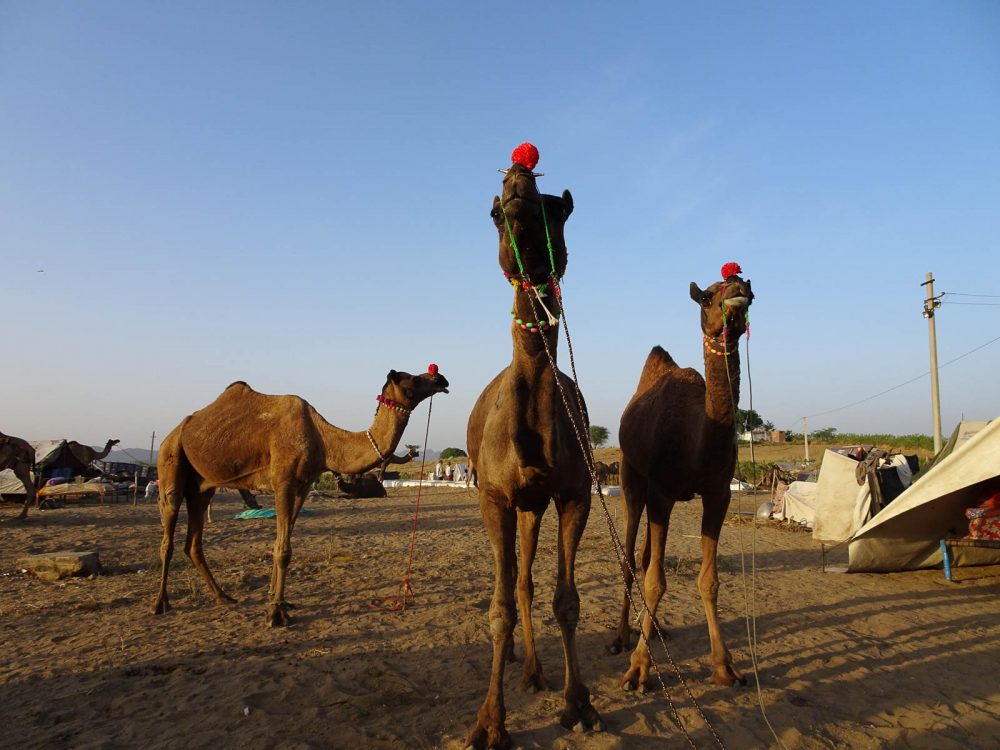 1023_Pushkar-camel-fair-3.jpg