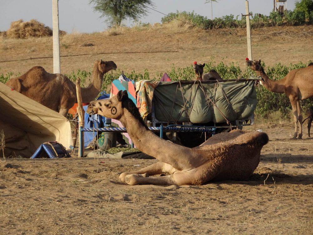 1023_Pushkar-camel-fair-31.jpg