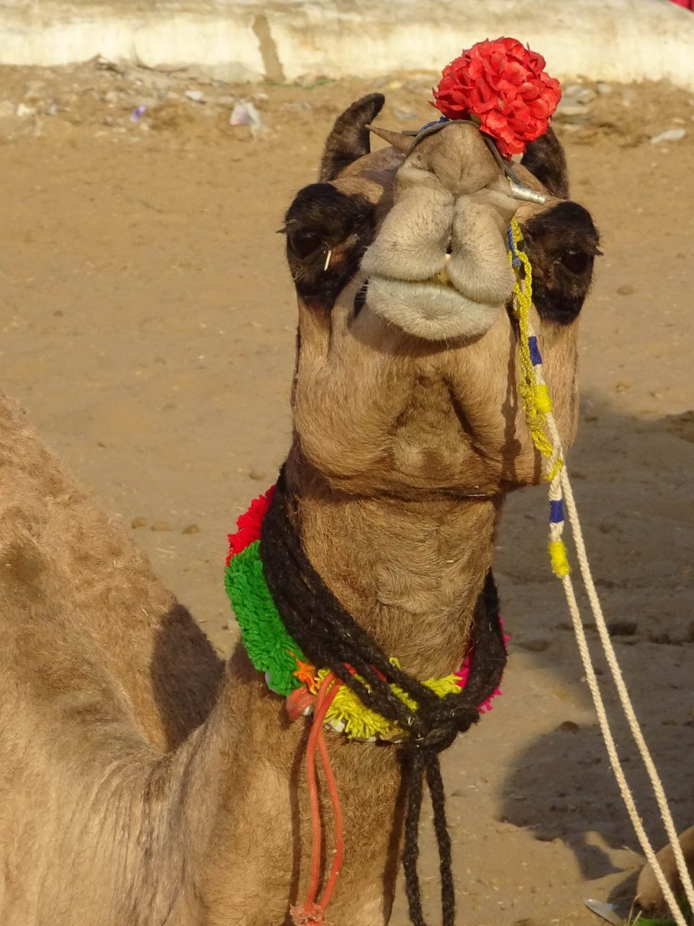 1023_Pushkar-camel-fair-39.jpg