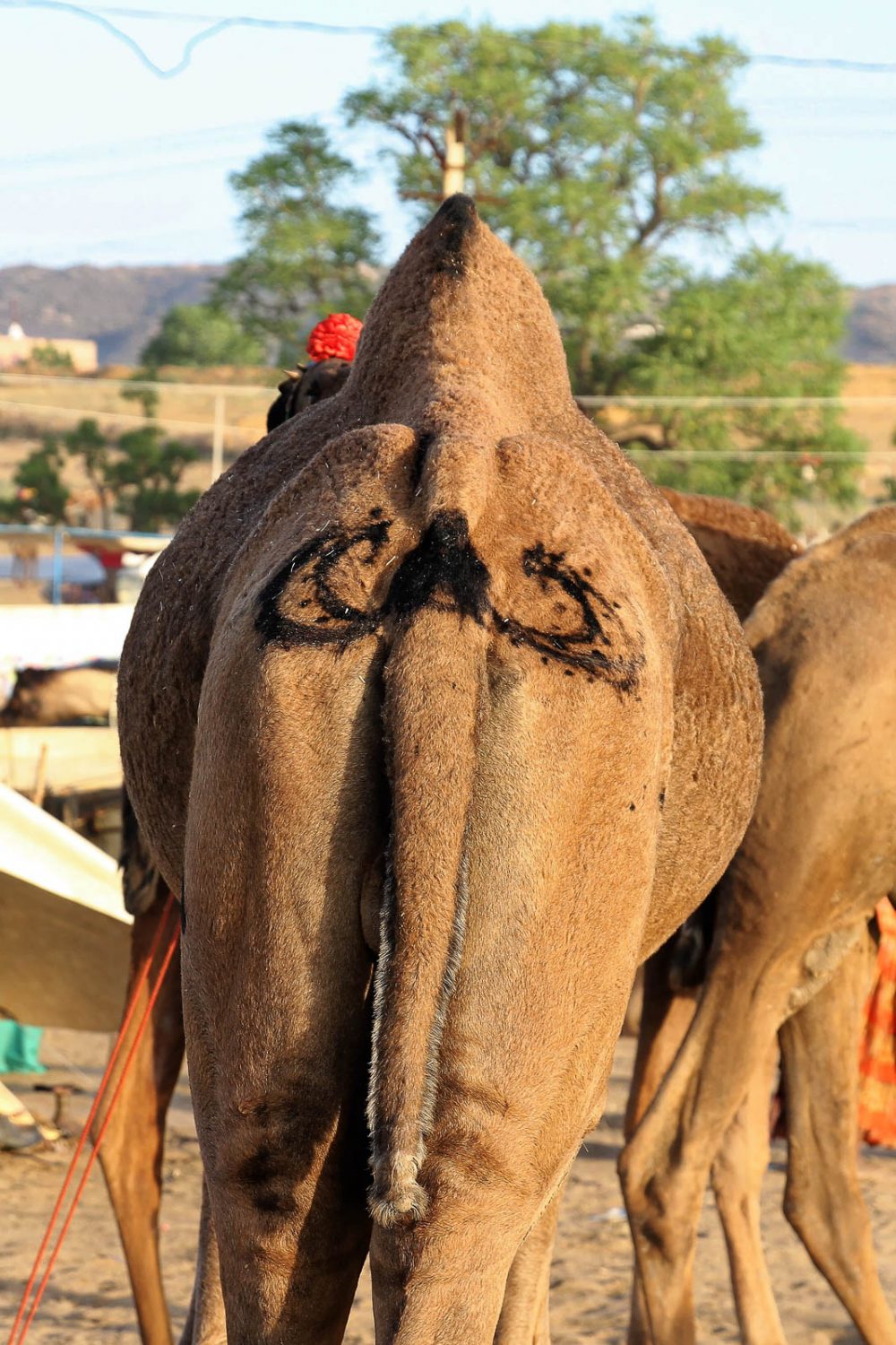 1023_Pushkar-camel-fair-48.jpg