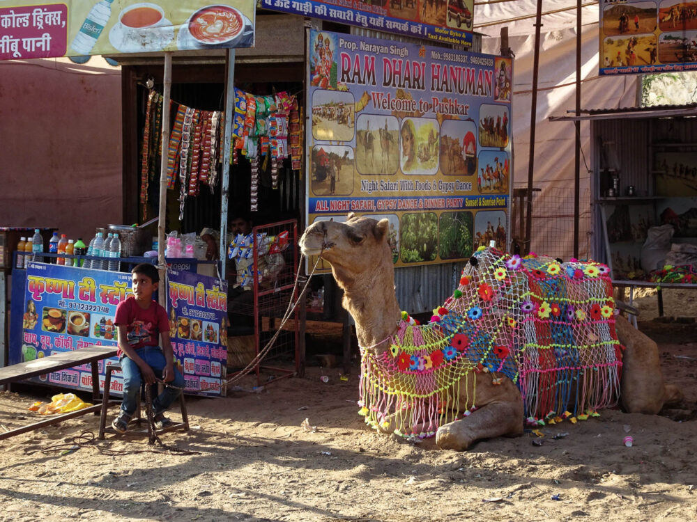 1023_Pushkar-camel-fair-7.jpg