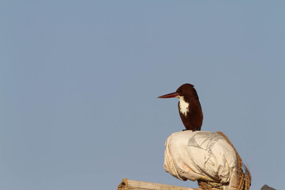 1024_Ajmer-8.jpg