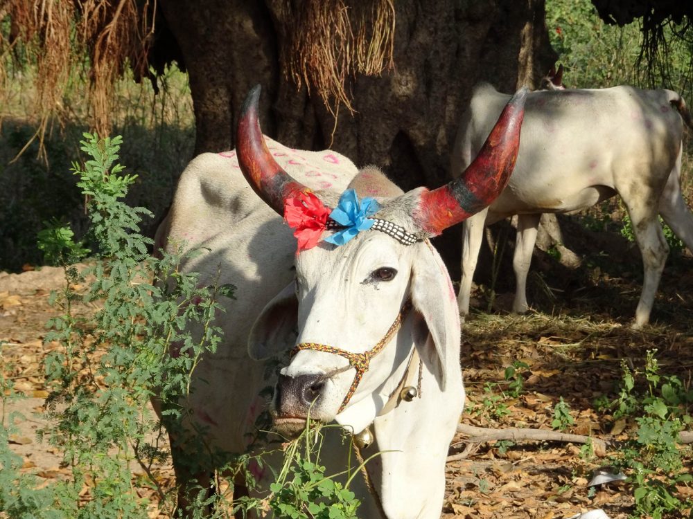 1024_Poshina_Villages (11).jpg 1024_Poshina_Villages-11.jpg