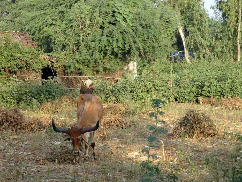 1024_Poshina_Villages (3).jpg 1024_Poshina_Villages-3.jpg