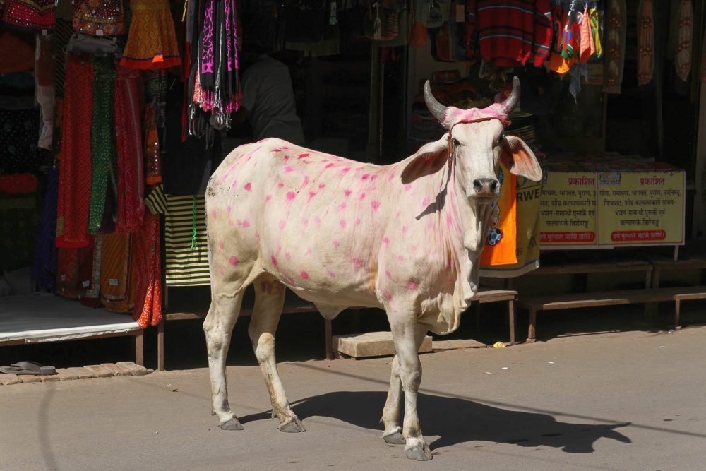 1025_Ambaji-6.jpg