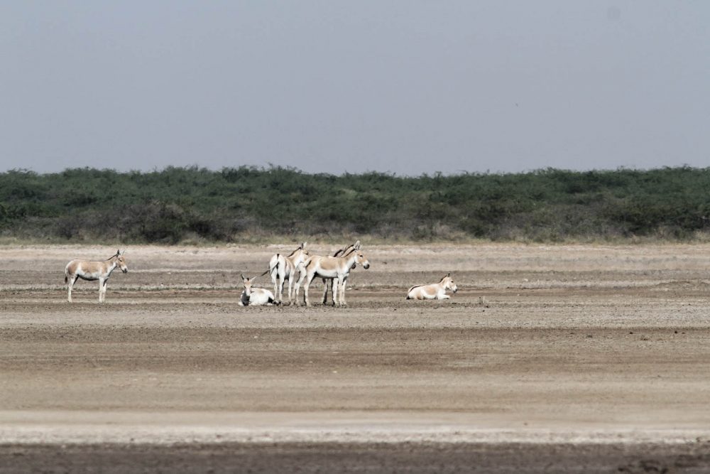 1026_LittleRanOfKutch_Onagre (2).jpg 1026_LittleRanOfKutch_Onagre-2.jpg