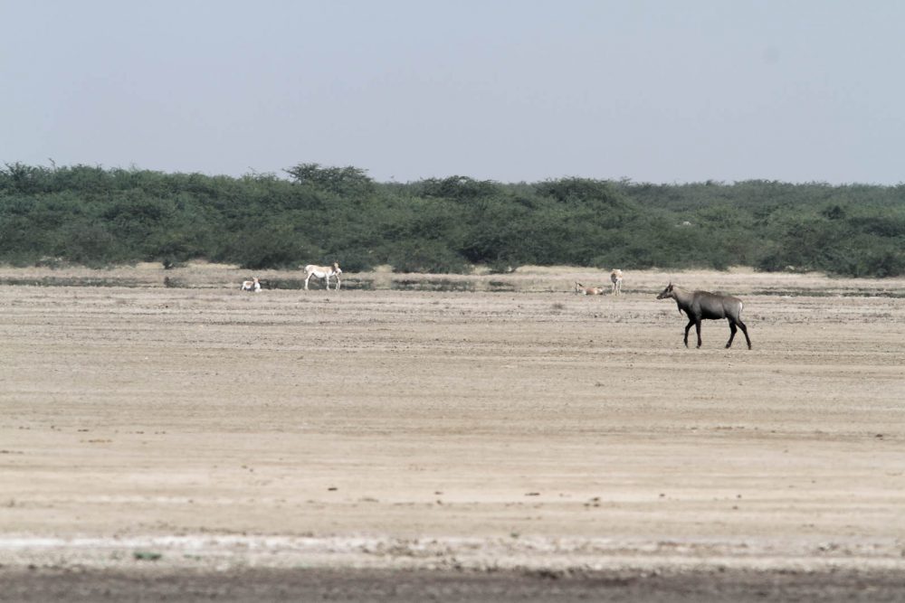 1026_LittleRanOfKutch_Onagre (4).jpg 1026_LittleRanOfKutch_Onagre-4.jpg
