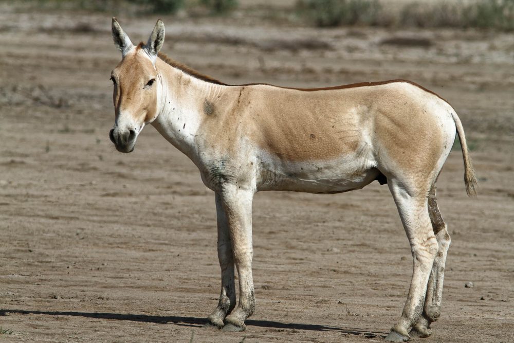 1026_LittleRanOfKutch_Onagre (5).jpg 1026_LittleRanOfKutch_Onagre-5.jpg