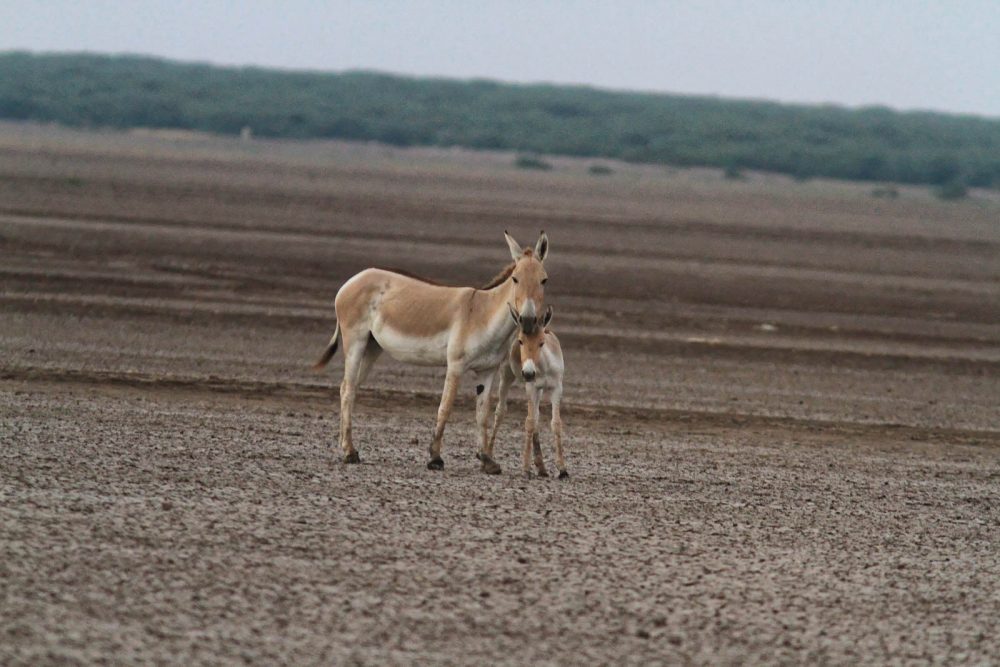 1026_LittleRanOfKutch_Onagre (7).jpg 1026_LittleRanOfKutch_Onagre-7.jpg