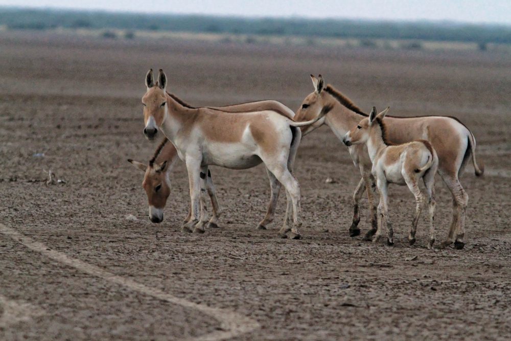 1026_LittleRanOfKutch_Onagre (8).jpg 1026_LittleRanOfKutch_Onagre-8.jpg