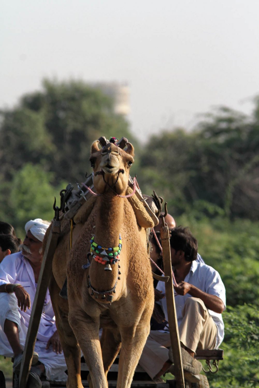 1026_LittleRanOfKutch_Tribes (7).jpg 1026_LittleRanOfKutch_Tribes-7.jpg