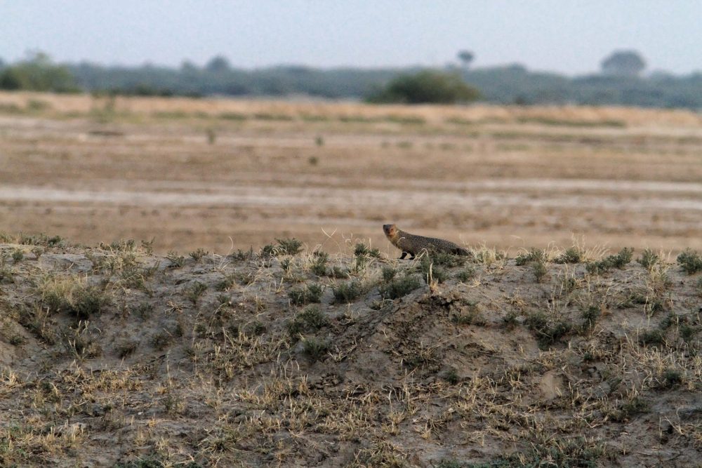 1026_LittleRanOfKutch_evening (4).jpg 1026_LittleRanOfKutch_evening-4.jpg