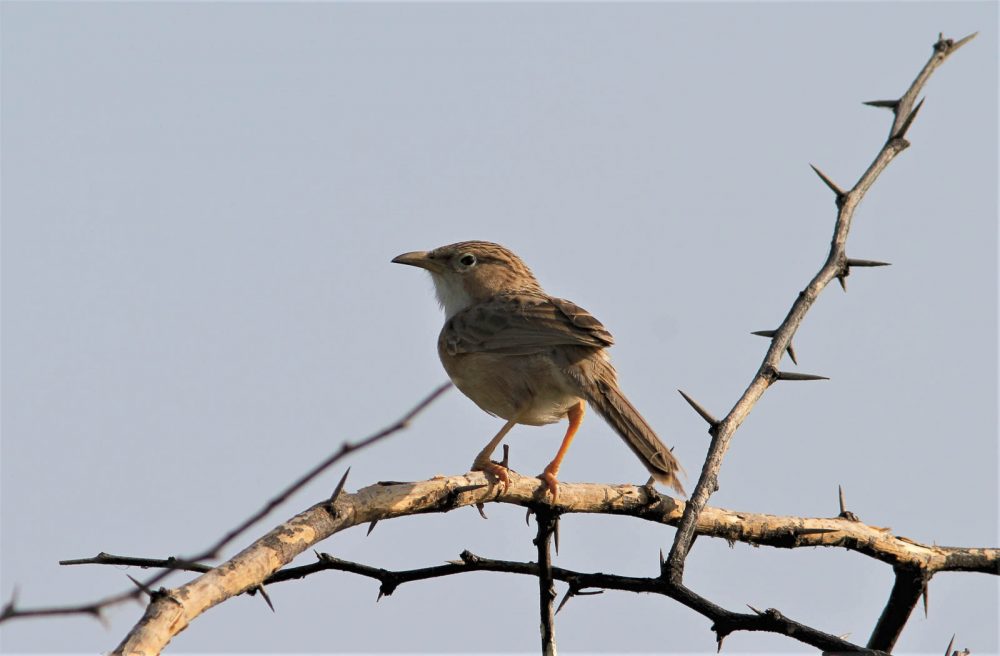 1026_LittleRanOfKutch_morning (29).jpg 1026_LittleRanOfKutch_morning-29.jpg