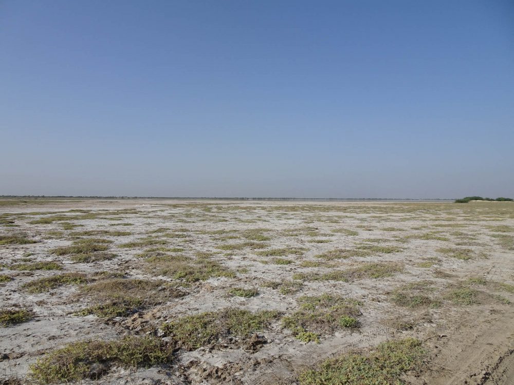 1026_LittleRanOfKutch_morning (34).jpg 1026_LittleRanOfKutch_morning-34.jpg