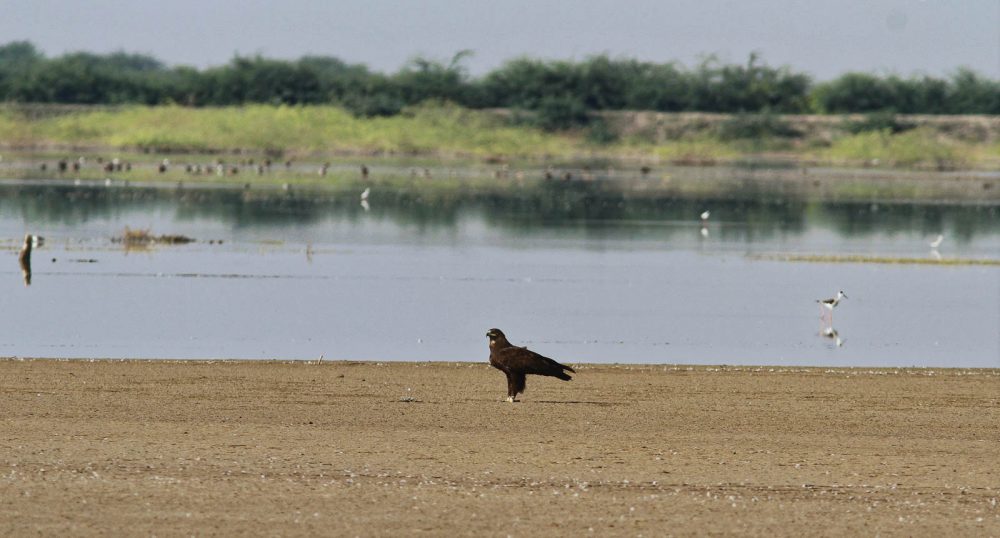 1026_LittleRanOfKutch_morning (36).jpg 1026_LittleRanOfKutch_morning-36.jpg