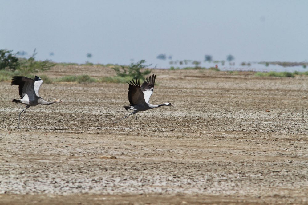 1026_LittleRanOfKutch_morning (37).jpg 1026_LittleRanOfKutch_morning-37.jpg