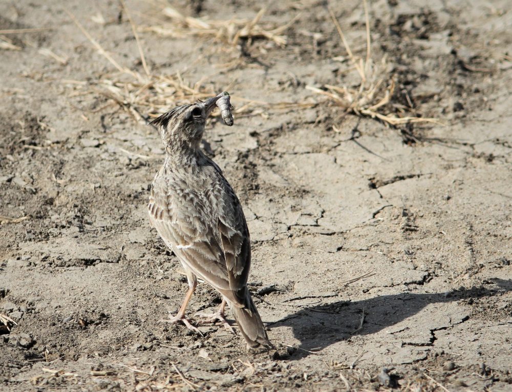 1026_LittleRanOfKutch_morning (43).jpg 1026_LittleRanOfKutch_morning-43.jpg