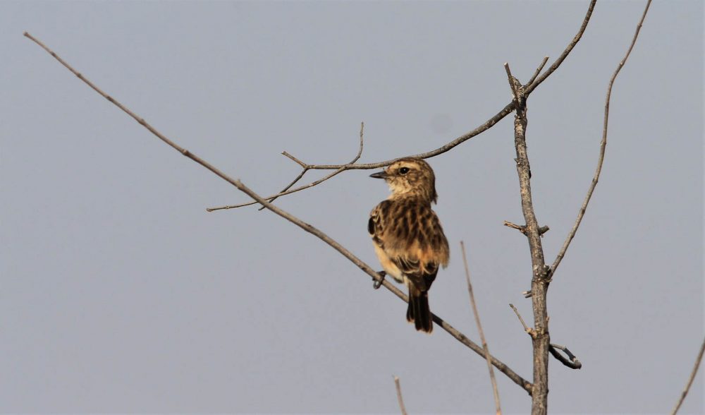 1026_LittleRanOfKutch_morning (7).jpg 1026_LittleRanOfKutch_morning-7.jpg