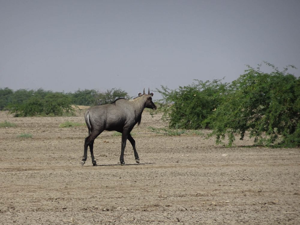 1026_LittleRanOfKutch_morning (70).jpg 1026_LittleRanOfKutch_morning-70.jpg
