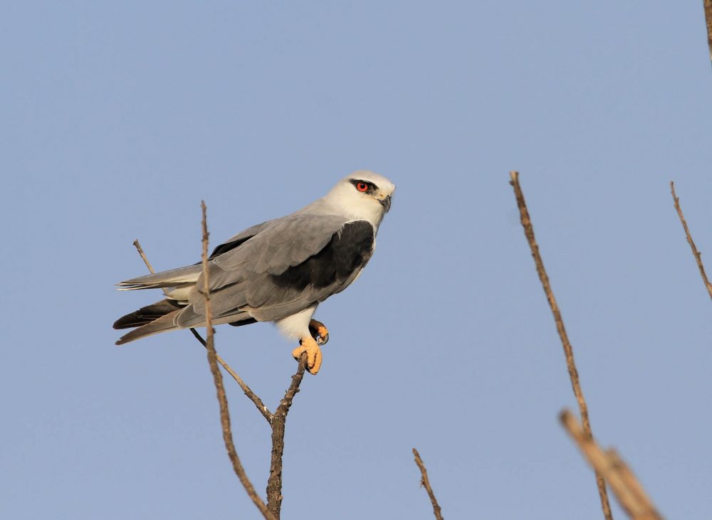 1026_LittleRanOfKutch_morning (76).jpg 1026_LittleRanOfKutch_morning-76.jpg