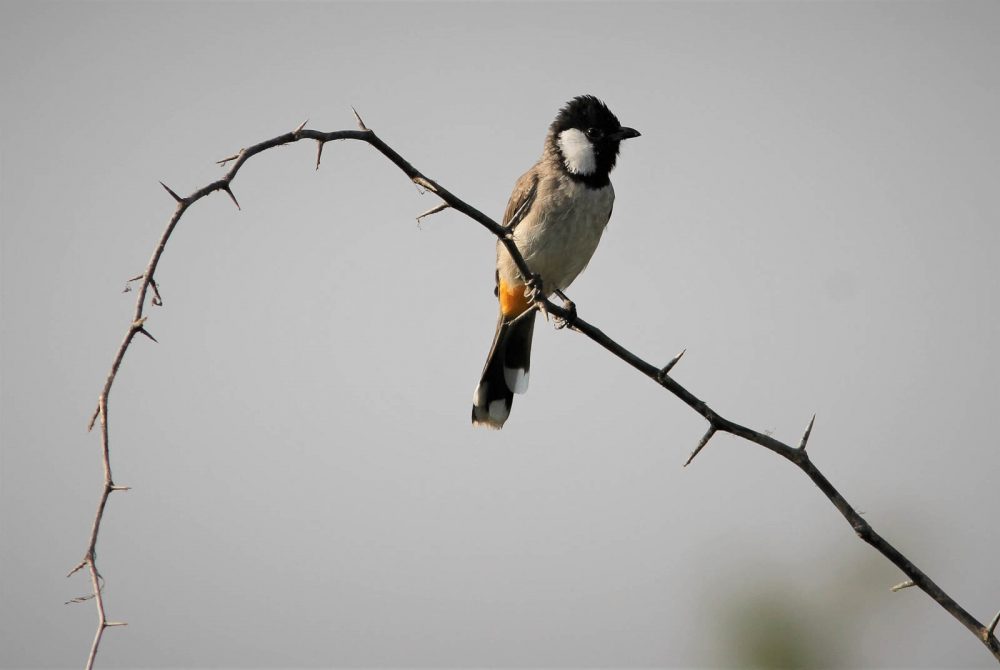1026_LittleRanOfKutch_morning (9).jpg 1026_LittleRanOfKutch_morning-9.jpg