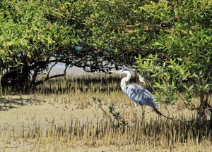 1031_Narara-Marine-reserve-10.jpg