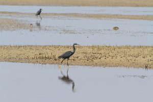 1031_Narara-Marine-reserve-21.jpg