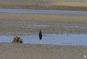 1031_Narara-Marine-reserve-32.jpg