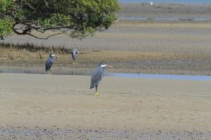 1031_Narara-Marine-reserve-34.jpg