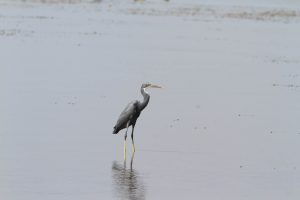 1031_Narara-Marine-reserve-38.jpg