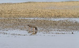 1031_Narara-Marine-reserve-45.jpg