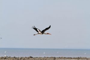 1031_Narara-Marine-reserve-48.jpg
