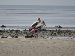 1031_Narara-Marine-reserve-50.jpg