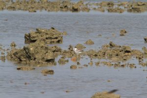 1031_Narara-Marine-reserve-71.jpg