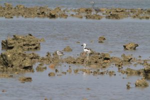 1031_Narara-Marine-reserve-73.jpg