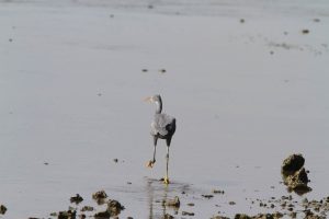 1031_Narara-Marine-reserve-75.jpg