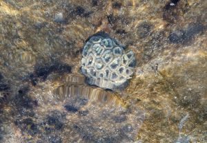 1031_Narara-Marine-reserve-91.jpg