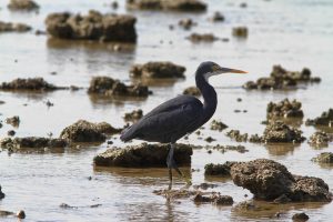 1031_Narara-Marine-reserve-95.jpg
