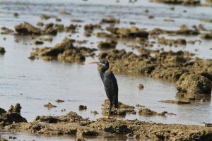 1031_Narara-Marine-reserve-96.jpg