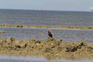 1031_Narara-Marine-reserve-97.jpg