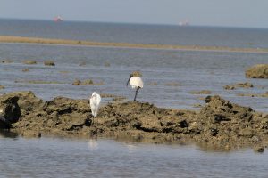 1031_Narara-Marine-reserve-99.jpg