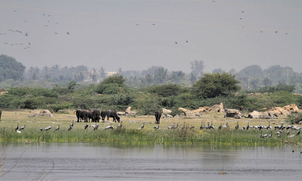 1102_Dwarka birds (1).jpg 1102_Dwarka-birds-1.jpg