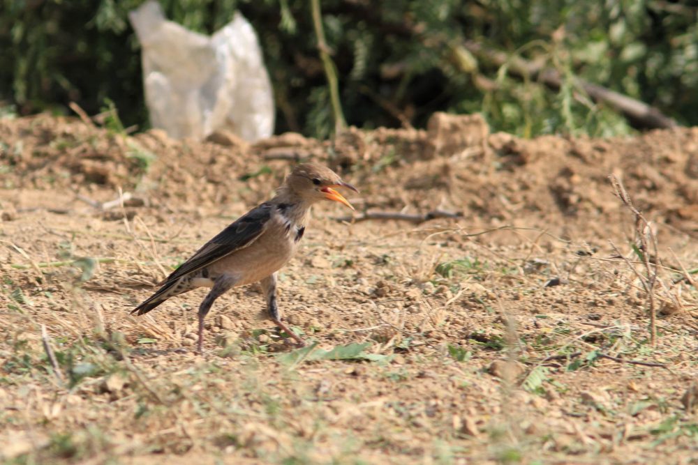 1102_Dwarka birds (108).jpg 1102_Dwarka-birds-108.jpg