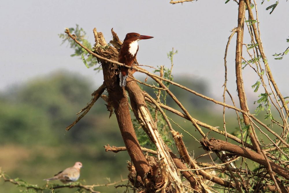 1102_Dwarka birds (109).jpg 1102_Dwarka-birds-109.jpg