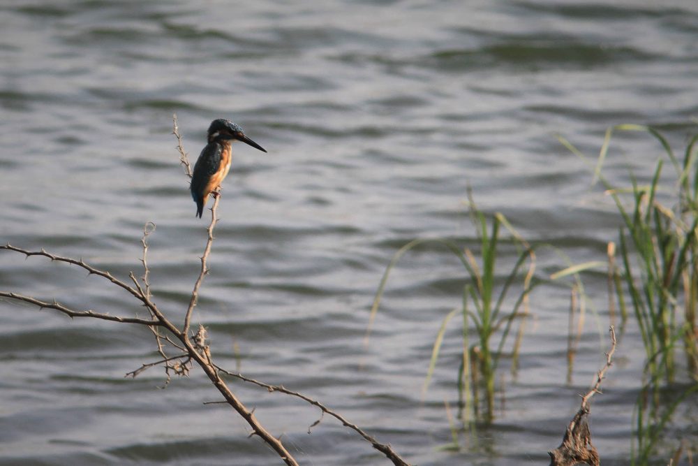 1102_Dwarka birds (110).jpg 1102_Dwarka-birds-110.jpg