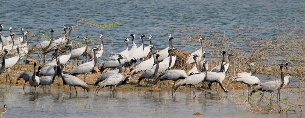 1102_Dwarka birds (111).jpg 1102_Dwarka-birds-111.jpg